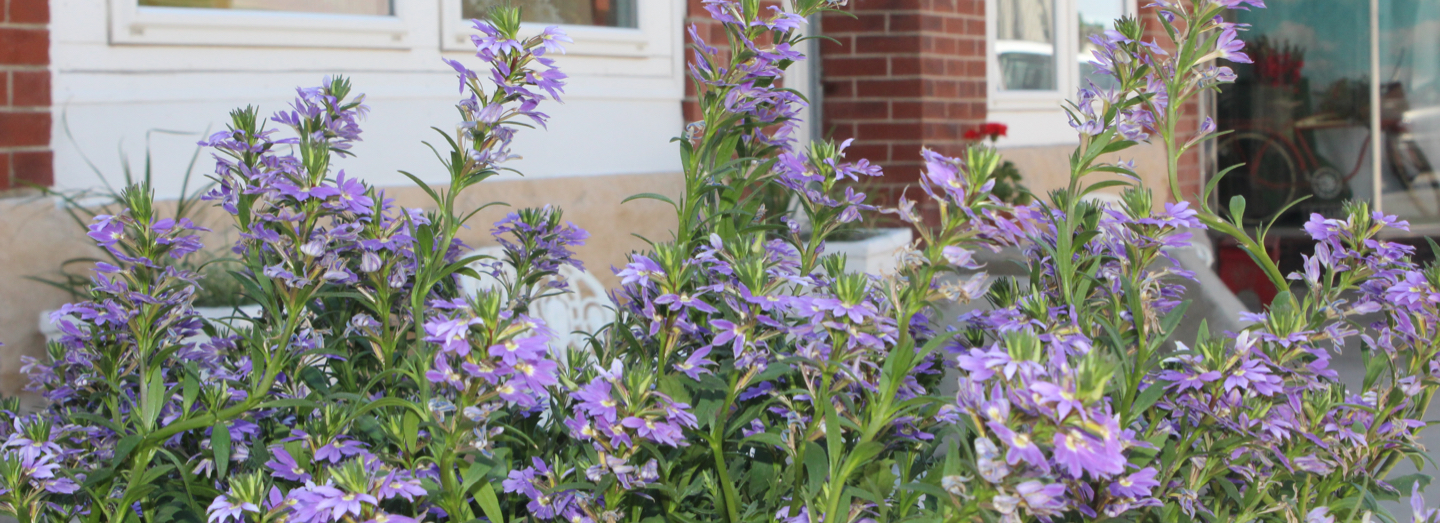 Closeup of purple flowers and green leaves; brick building in the background