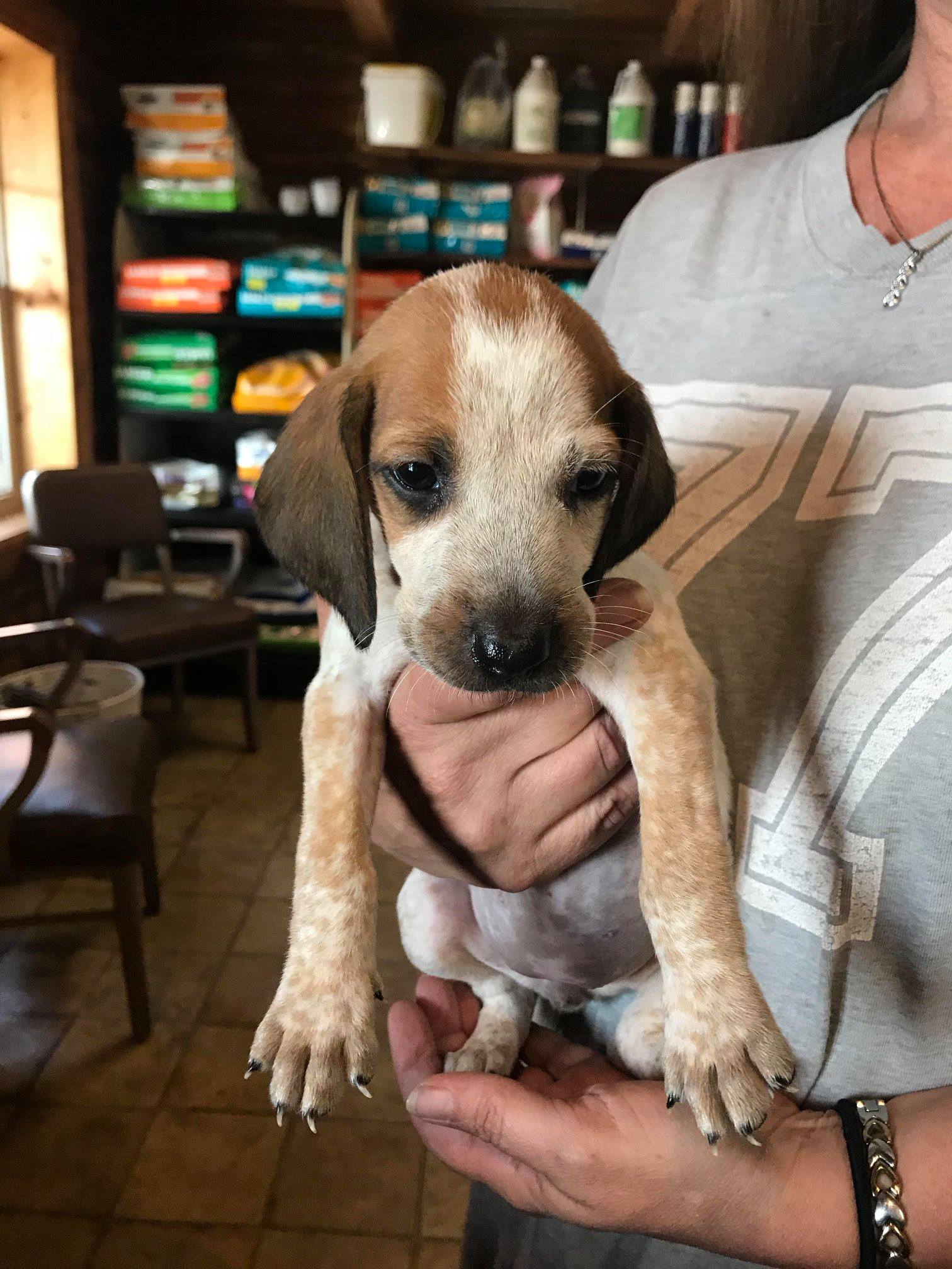 Business Directory Rolfe